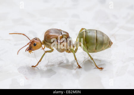 Rote Ameisenkönigin Stockfoto