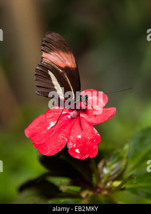 Der Postbote Schmetterling, Heliconius Melpomene. Diese Art der Schmetterlinge sind auch bekannt als Leidenschaft Weinstock Schmetterlinge. Sie reichen fr Stockfoto