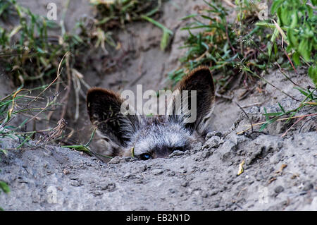 Die großen Ohren der Hieb-eared Fox Pup spähte über den Rand der Höhle Eingang. Stockfoto