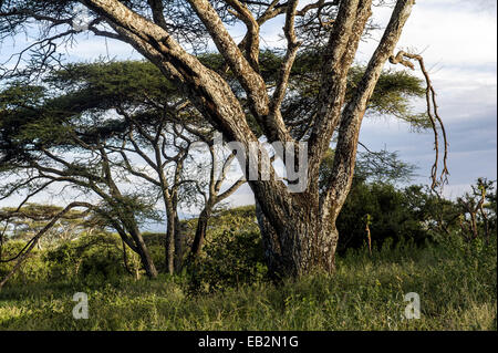 Die raue Rinde und weitläufigen Dach Überdachung von einer Akazie in einem Waldgebiet. Stockfoto