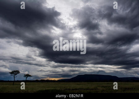 Regenschirm Akazien Silhouette gegen ein Gewitter über der Savanne aufgeht. Stockfoto