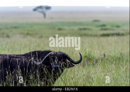 Ein vorsichtig afrikanischer Büffel späht durch hohe Gräser in der Savanne schlicht. Stockfoto