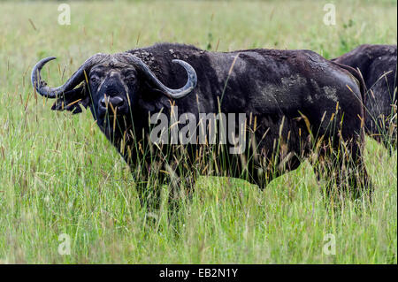 Ein vorsichtig afrikanischer Büffel späht durch hohe Gräser in der Savanne schlicht. Stockfoto