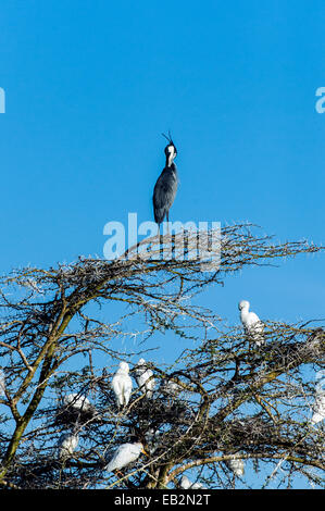 Ein Black-headed Heron Putzen der Federn auf der Oberseite eine dornige Akazie. Stockfoto