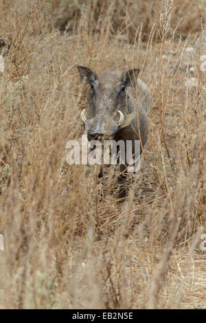 Warzenschwein (Phacochoerus Africanus), Namibia Stockfoto