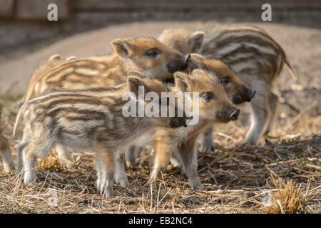 Eine Horde Wildschweine Ferkel (Sus Scrofa) stehen auf Stroh, am Kloevensteen Wildreservat, Rissen, Hamburg, Hamburg, Deutschland Stockfoto