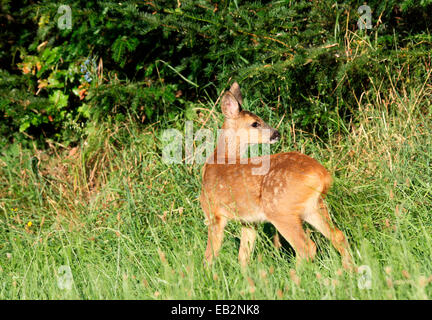 Reh (Capreolus Capreolus), fawn, am Rande eines Holz, Niederösterreich, Österreich Stockfoto