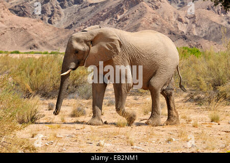 Kuh von seltenen namibische Wüste Elefant (Loxodonta Africana), Hoanib Fluss, Namib-Wüste, Kaokoland, Kaokoveld, Kunene Provinz Stockfoto