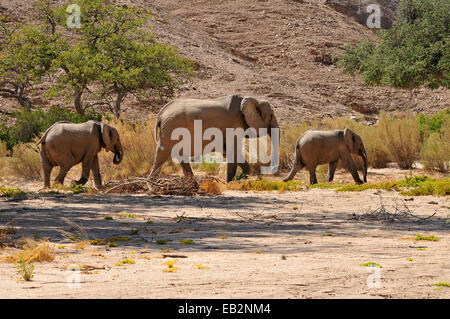 Gruppe von seltenen namibische Wüstenelefanten (Loxodonta Africana), Hoanib Fluss, Namib-Wüste, Kaokoland, Kaokoveld Stockfoto