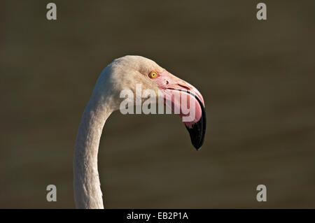 Rosaflamingo (Phoenicopterus Roseus), Porträt, Camargue, Frankreich Stockfoto