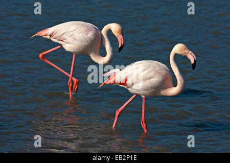 Zwei Rosaflamingos (Phoenicopterus Roseus) waten im seichten Wasser, Camargue, Frankreich Stockfoto