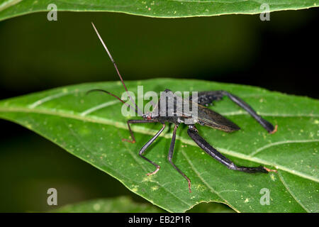 Assassin-Bug (Reduviidae SP.), Naturschutzgebiet Tambopata, Region Madre De Dios, Peru Stockfoto