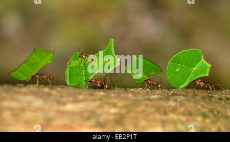 Blattschneiderameisen (Atta Cephalotes), Arbeitnehmer mit Blatt-Segmente zu ihrem Nest, Naturschutzgebiet Tambopata, Region Madre De Dios Stockfoto