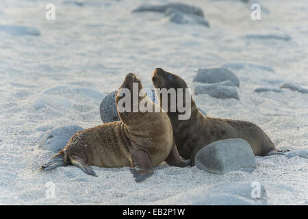 Young-Galapagos-Seelöwen (Zalophus Wollebaeki), Welpen, Seymour Norte Island, Galápagos-Inseln, Ecuador Stockfoto