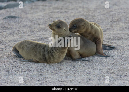 Young-Galapagos-Seelöwen (Zalophus Wollebaeki), Welpen, Seymour Norte Island, Galápagos-Inseln, Ecuador Stockfoto