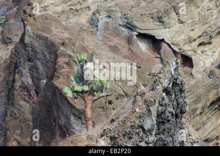 Galápagos-Feigenkaktus (Opuntia Echios) wächst auf einer bunten Lavaklippe, San Salvador-Insel, Galápagos-Inseln Stockfoto