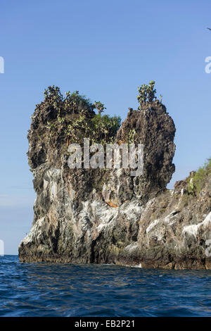 Galápagos Feigenkaktus (Opuntia echios) Bäume auf einem Lava Klippe, San Salvador, Galapagos, Ecuador Stockfoto