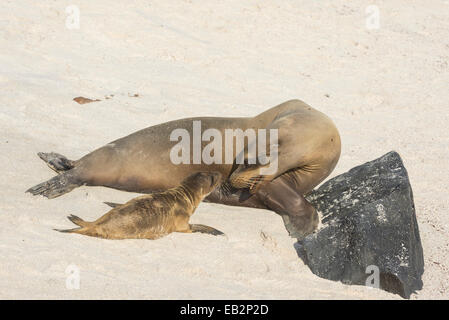 Galapagos Seelöwe (Zalophus wollebaeki), Erwachsene zu Pup, Insel Española, Galapagos, Ecuador Stockfoto