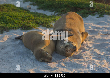 Zwei Galapagos Seelöwen (Zalophus wollebaeki), die in den Sand, Mosquera Island, Galapagos, Ecuador Stockfoto