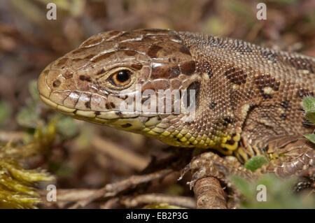 Sand-Eidechse (Lacerta Agilis), Weiblich, Untergröningen, Abtsgmuend, Baden-Württemberg, Deutschland Stockfoto