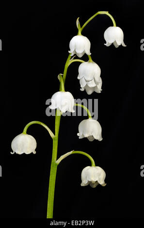 Lilie des Tales (Convallariaarten Majalis), Stuttgart, Baden-Württemberg, Deutschland Stockfoto