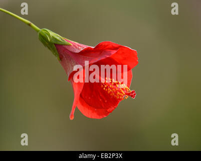 Rote Hibiskusblüten (Hibiscus Rosa-Sinensis), Stuttgart, Baden-Württemberg, Deutschland Stockfoto