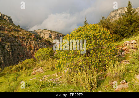 Baum-Wolfsmilch (Euphorbia Dendroides) wächst im Tal der Schmetterlinge oder Kelebek Vadisi, Lykische Küste, in der Nähe von Faralya, Provinz Muğla Stockfoto