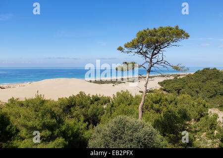 Kiefer auf Sanddünen, Lykische Küste, Gelemiş, Mittelmeer Region, Türkei Stockfoto