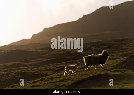 EWE mit einem Lamm mit Hintergrundbeleuchtung, Bøur, Vágar, Faroer Inseln, Dänemark Stockfoto