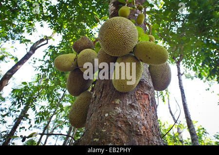 Jackfrucht oder Jack Tree (Artocarpus Heterophyllus), Frucht wächst auf dem Baum, Peermade, Kerala, Indien Stockfoto