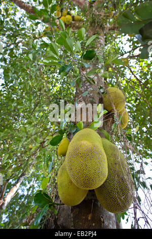 Jackfrucht oder Jack Tree (Artocarpus Heterophyllus), Frucht wächst auf dem Baum, Peermade, Kerala, Indien Stockfoto