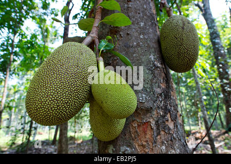 Jackfrucht oder Jack Tree (Artocarpus Heterophyllus), Frucht wächst auf dem Baum, Peermade, Kerala, Indien Stockfoto