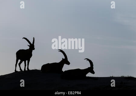 Alpine Steinböcke (Capra Ibex), Lech Tal Alpen, Tirol, Österreich Stockfoto