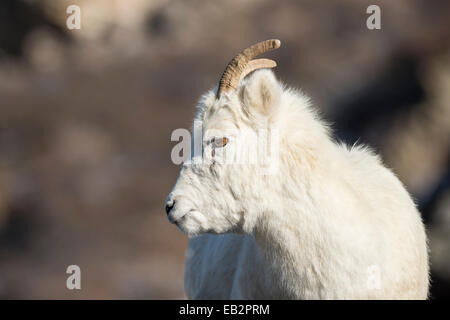 Dall-Schafe (Ovis Dalli), Denali National Park, Alaska, Vereinigte Staaten von Amerika Stockfoto