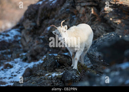 Dall-Schafe (Ovis Dalli), Denali National Park, Alaska, Vereinigte Staaten von Amerika Stockfoto