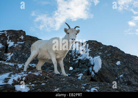 Dall-Schafe (Ovis Dalli), Denali National Park, Alaska, Vereinigte Staaten von Amerika Stockfoto