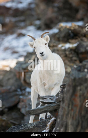 Dall-Schafe (Ovis Dalli), Denali National Park, Alaska, Vereinigte Staaten von Amerika Stockfoto