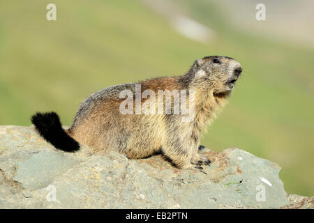 Alpine Murmeltier (Marmota Marmota) sitzen auf Felsen, Großglockner, Nationalpark Hohe Tauern, Tirol, Österreich Stockfoto