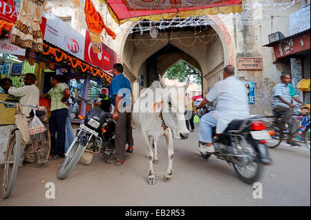 Heilige Kuh, Hausrind auf einer Einkaufsstraße während Diwali, Divali oder Deepavali Festival der Lichter, Bharatpur, Rajasthan Stockfoto