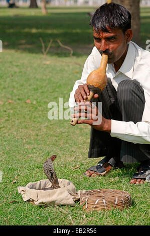 Snake Charmer mit indischen Kobra, asiatischen Cobra oder Spectacled Cobra (Naja Naja) in einem Korb, New Delhi, Delhi, Indien Stockfoto