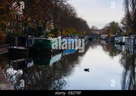 Paddington-Becken, London, UK. 25. November 2014. UK-Wetter: Ein kühler Start in den Tag in London. Im Bild: Ein Wasserhuhn jagt für die Brocken am Grand Union Canal in London. Bildnachweis: Paul Davey/Alamy Live-Nachrichten Stockfoto