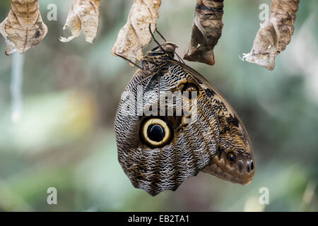 Frisch geschlüpfte Wald Riesen Eule Schmetterling (Caligo Eurilochus), Wilhelma Zoo Schmetterlingshaus, Stuttgart, Baden-Württemberg Stockfoto