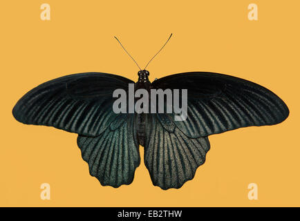 Schwarze Schmetterling, großer Mormone, Papilio Memnon, Schmetterling von Thailand. Auf gelbem Hintergrund isoliert Stockfoto