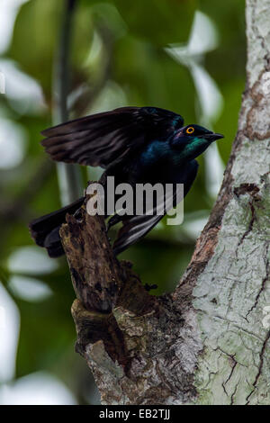 Ein schwarzbäuchigen glänzende Starling ergreift die Flucht aus einem Mangrovenwald in einem Sumpf. Stockfoto