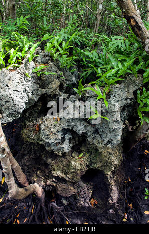 In einem Mangrovenwald Moschus Farn auch Sprossen aus jede zur Verfügung stehende Fläche ein tot gezackten Korallenriff. Stockfoto