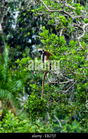 Eine vom Aussterben bedrohte Sansibar Red Colobus ruht in den Baumkronen eines Korallen-Rag-Waldes. Stockfoto