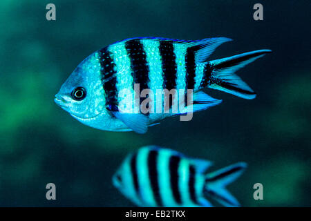 Schwarze und weiße Scissortail Sergeant über ein tropisches Korallenriff schwimmen. Stockfoto