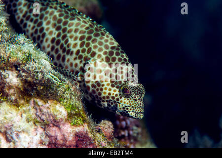 Die gefleckte Haut ein Foursaddle Groupe ruht auf einem tropischen Korallenriff. Stockfoto