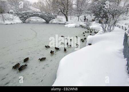 Stockente Enten, Anas Platyrhynchus, auf einem zugefrorenen Teich im Central Park. Stockfoto