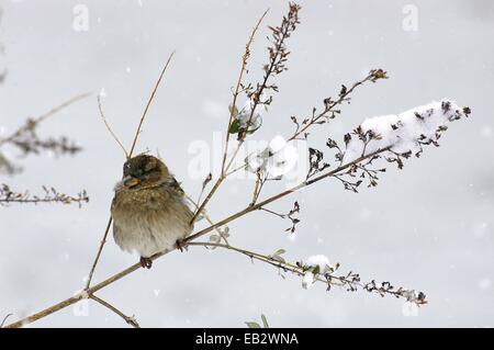 Ein Haussperling Vogel, Passer Domesticus, sitzt auf einem Ast in einem Schneesturm. Stockfoto